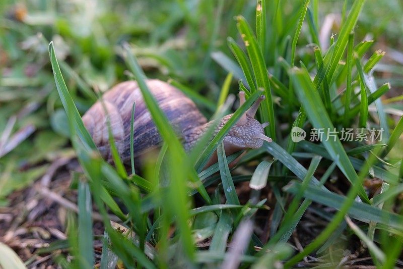 蜗牛在草