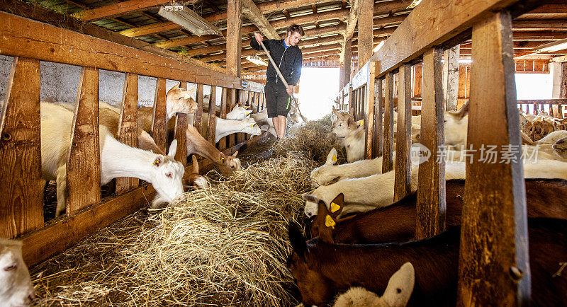 美丽的照片山羊吃和农民喂养在乳制品的马厩里-库存照片