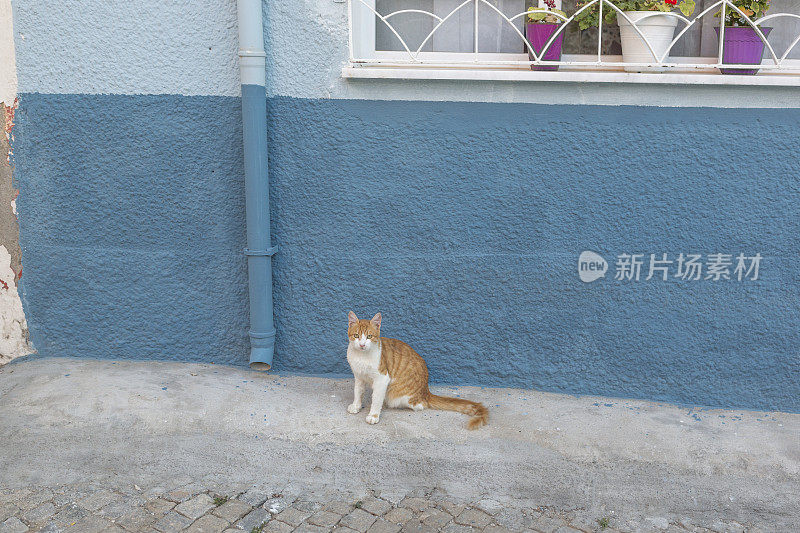 土耳其阿瓦利克巴利克西尔夏季小镇街头的流浪猫