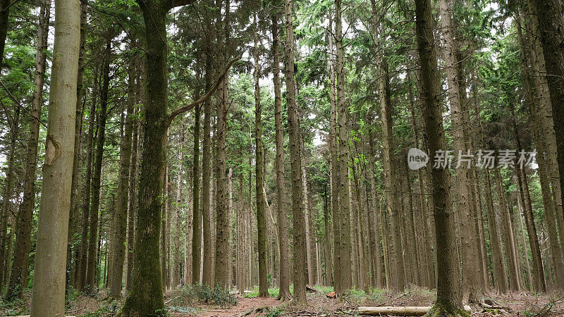 松树森林