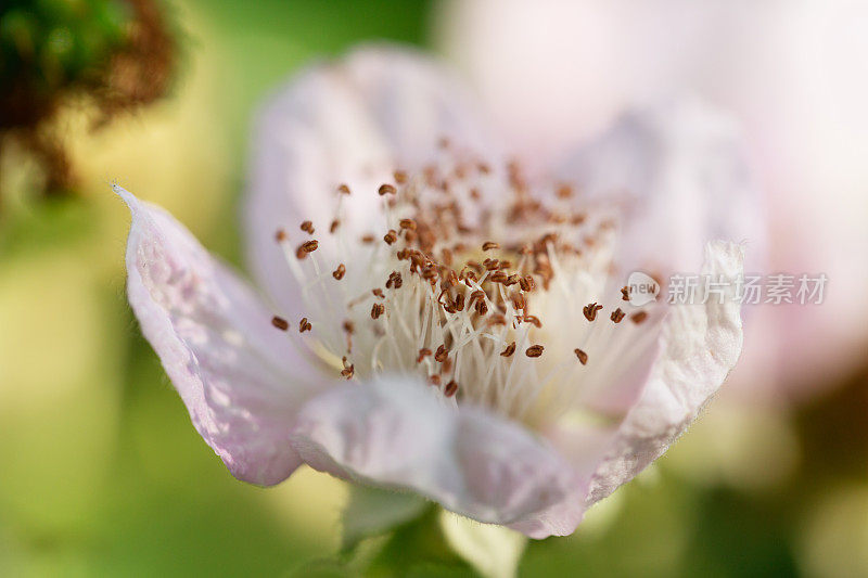 黑莓开花特写