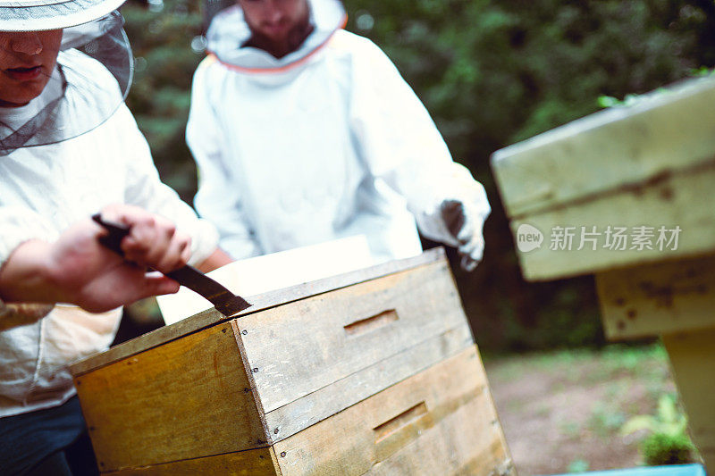 养蜂人打开蜂箱寻找蜂蜜