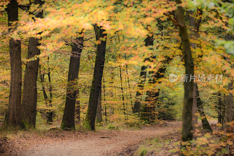 在秋天穿过一片金叶的山毛榉树林