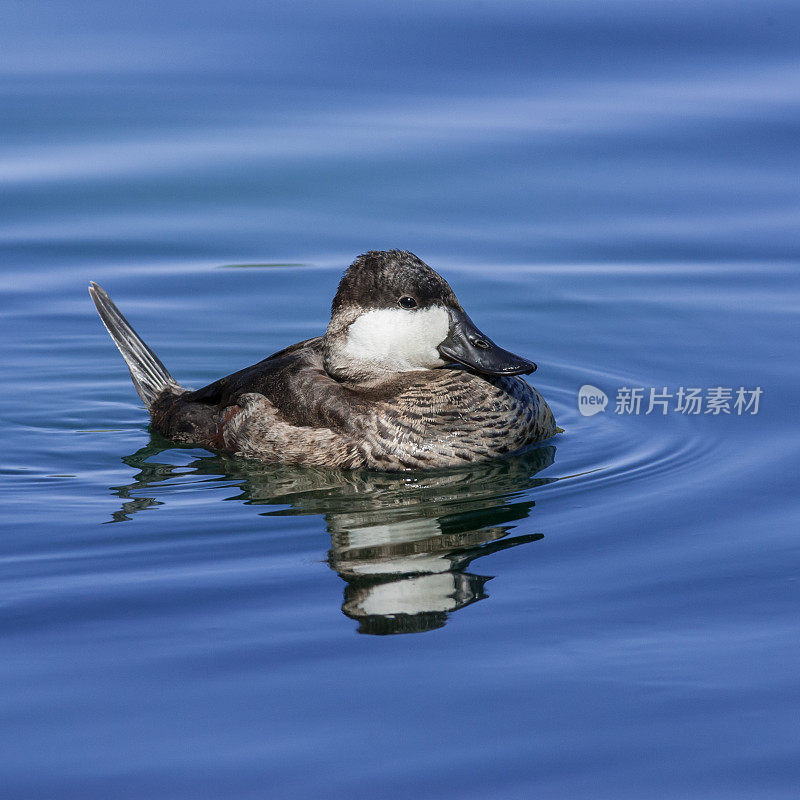 雄鸭游泳