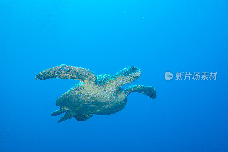 绿海龟和玳瑁海龟的水下照片