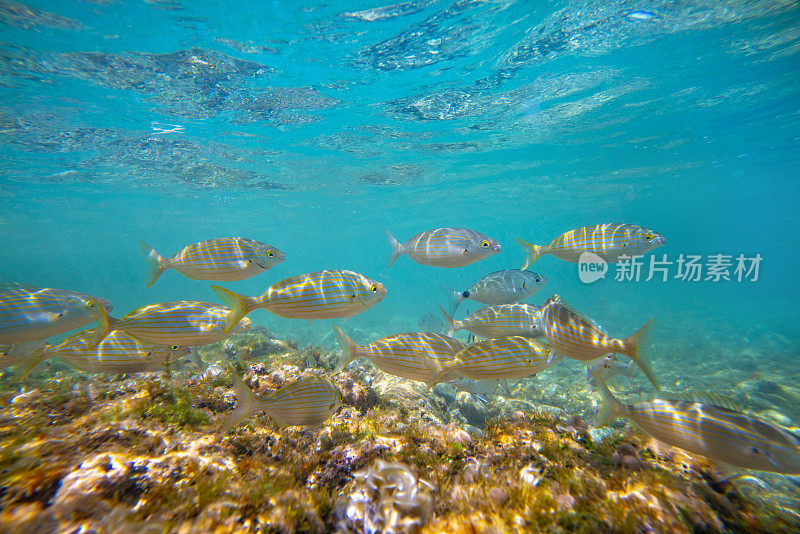 地中海水下景观珊瑚礁与鱼类