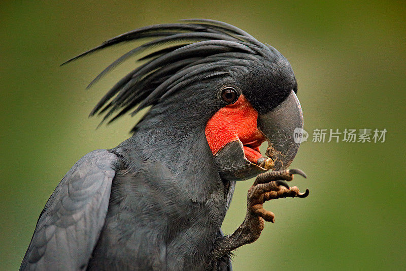 棕榈凤头鹦鹉，长鼻鹰，喙上有爪子，新几内亚。大灰鸟的头。来自新几内亚的野生动物场景。细节肖像的鹦鹉深色，绿色的森林栖息地。