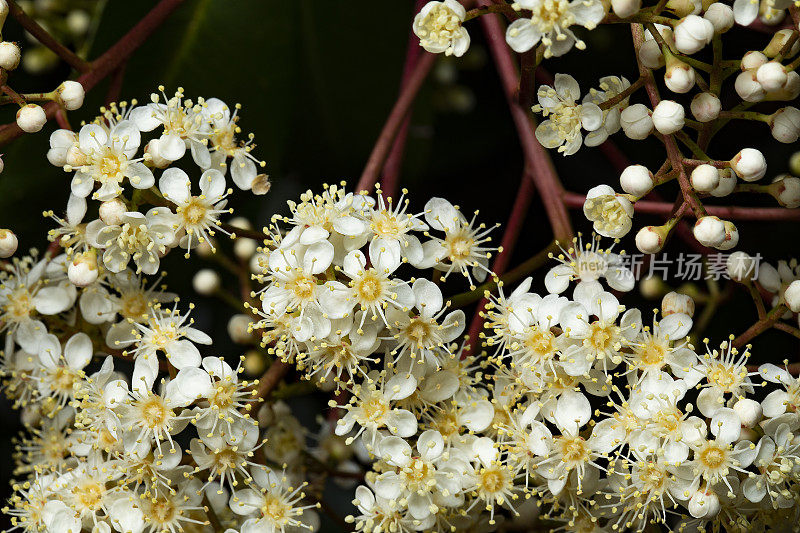 开花的Photinia