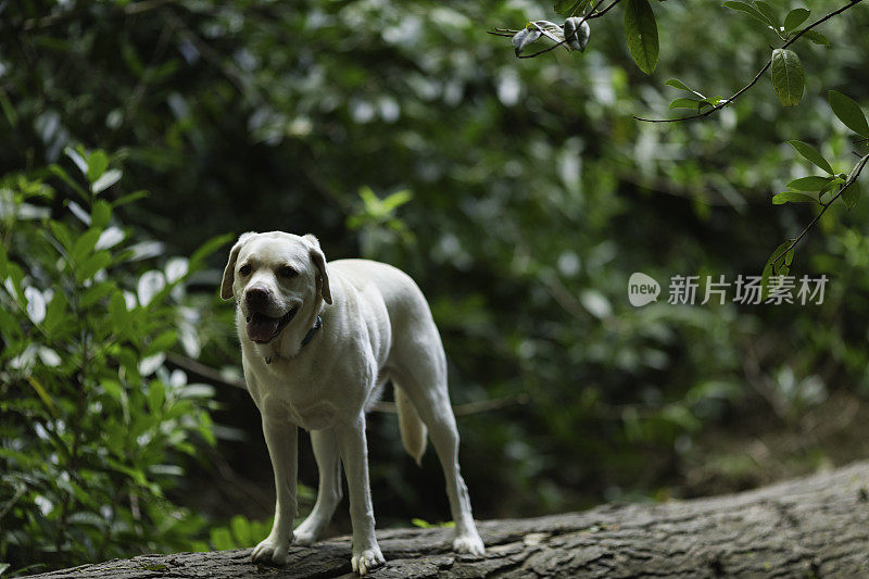 黄色拉布拉多寻回犬站在倒下的树干上