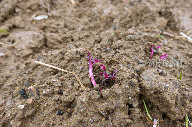 紫薯在夏天的泥土里发芽
