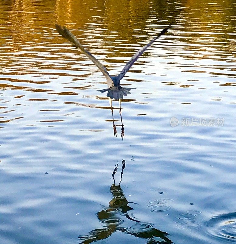 大蓝鹭