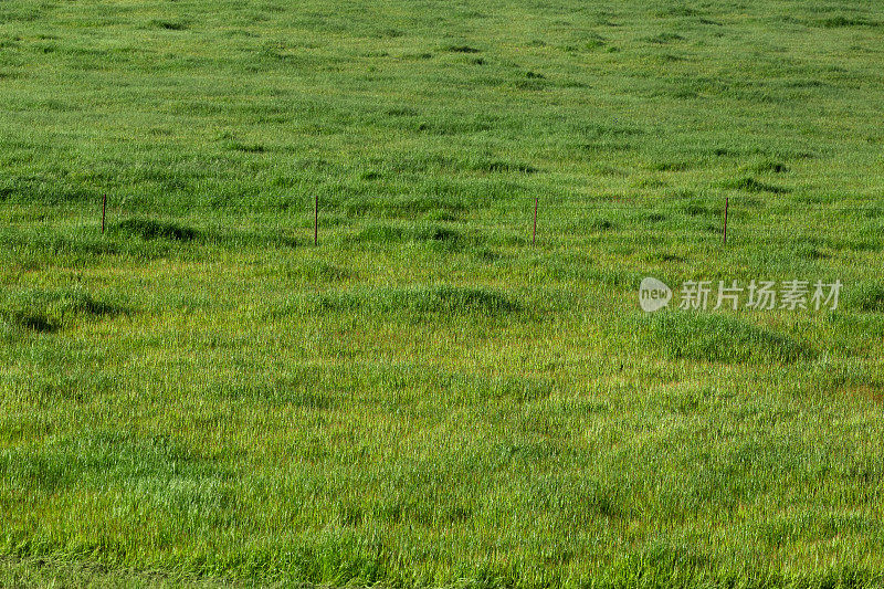 大雨后茂盛的绿草