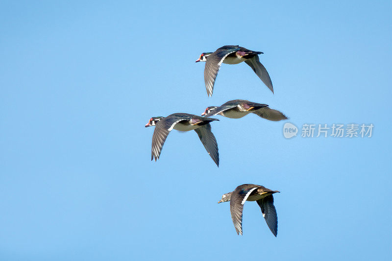 四只木鸭在飞行