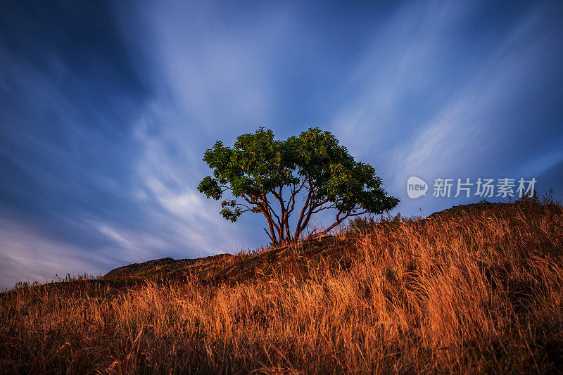 道格树山