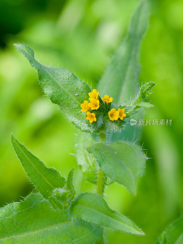 黄色Gromwell的几朵花和几片叶子