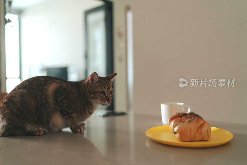 饥饿的宠物猫在餐桌上靠近它主人的食物