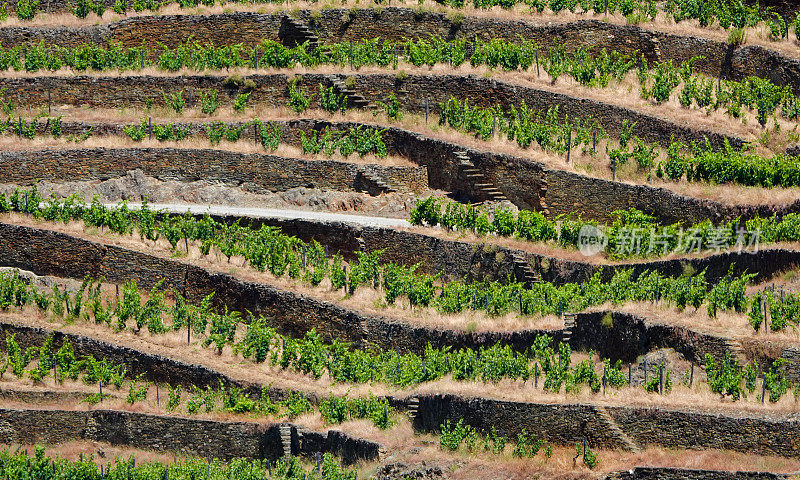 梯田山坡上的葡萄园。Duoro山谷,葡萄牙
