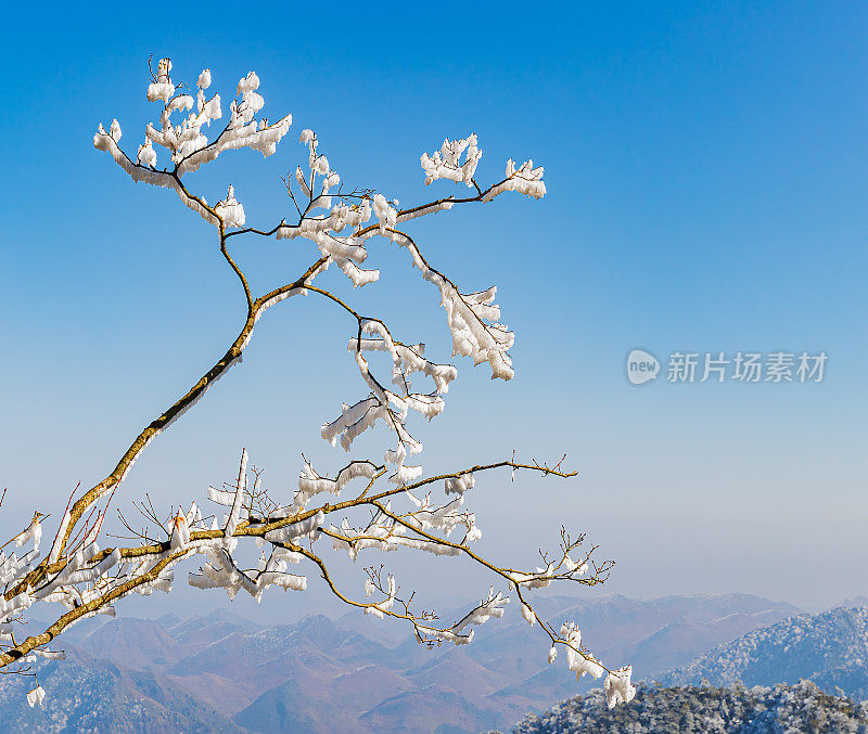 五指峰的雾凇