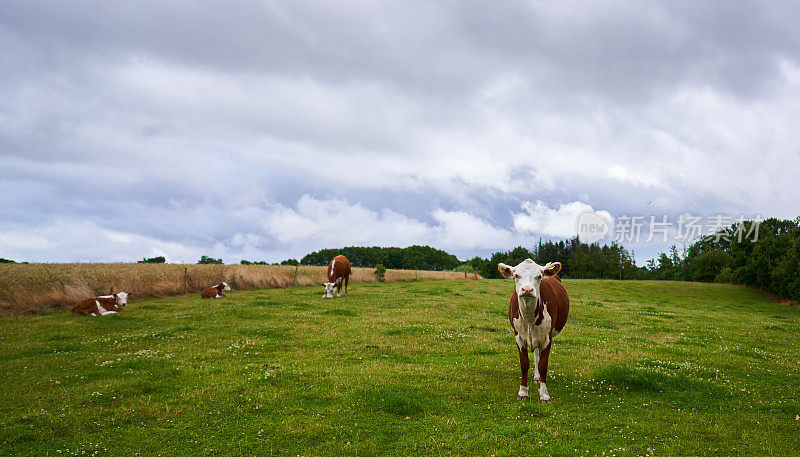 草地上的赫里福德牛