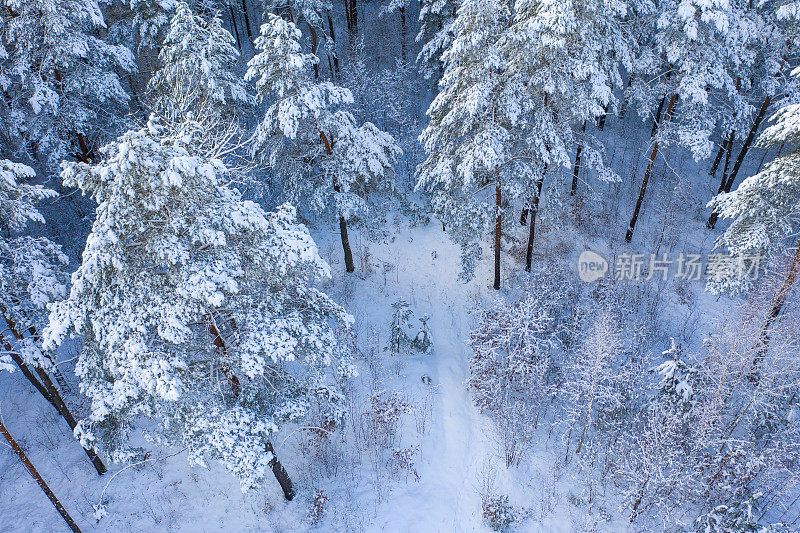 冬天的松林上覆盖着厚厚的积雪。