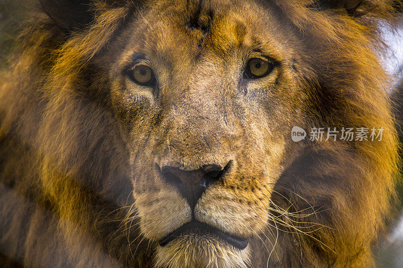 成年狮子的镜头令人印象深刻。参观内罗毕重要的无保护或受伤动物孤儿院。肯尼亚