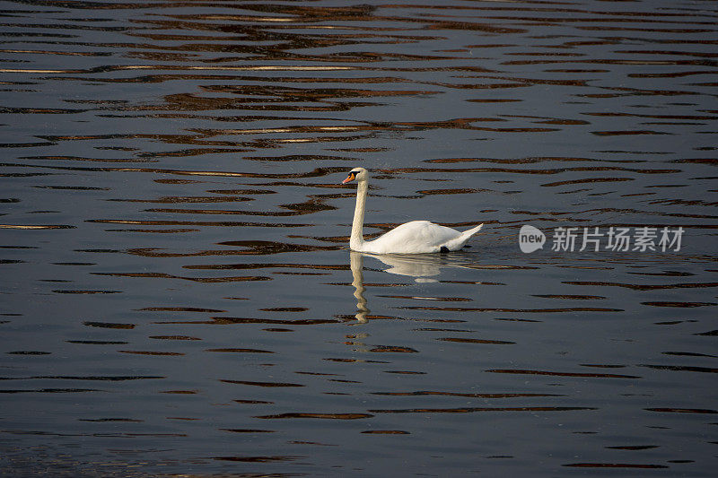 单一的天鹅游泳