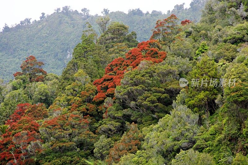 狗仔队国家公园在布卢姆，新西兰西海岸