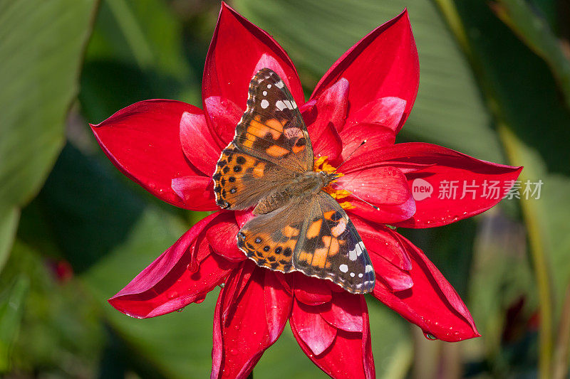 大丽花“火星”上的蝴蝶“美女”(凡妮莎·卡杜)，大丽花“火星”上的蝴蝶女郎。