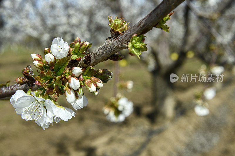 果园树上樱花的特写