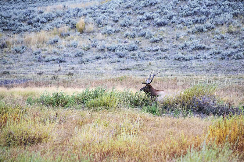 黄石国家公园的麋鹿
