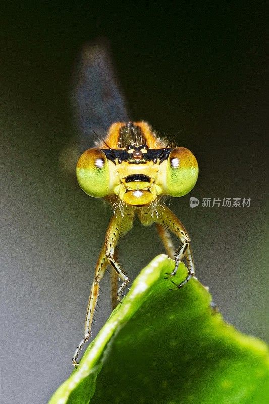 树枝上有蜻蜓和复眼。