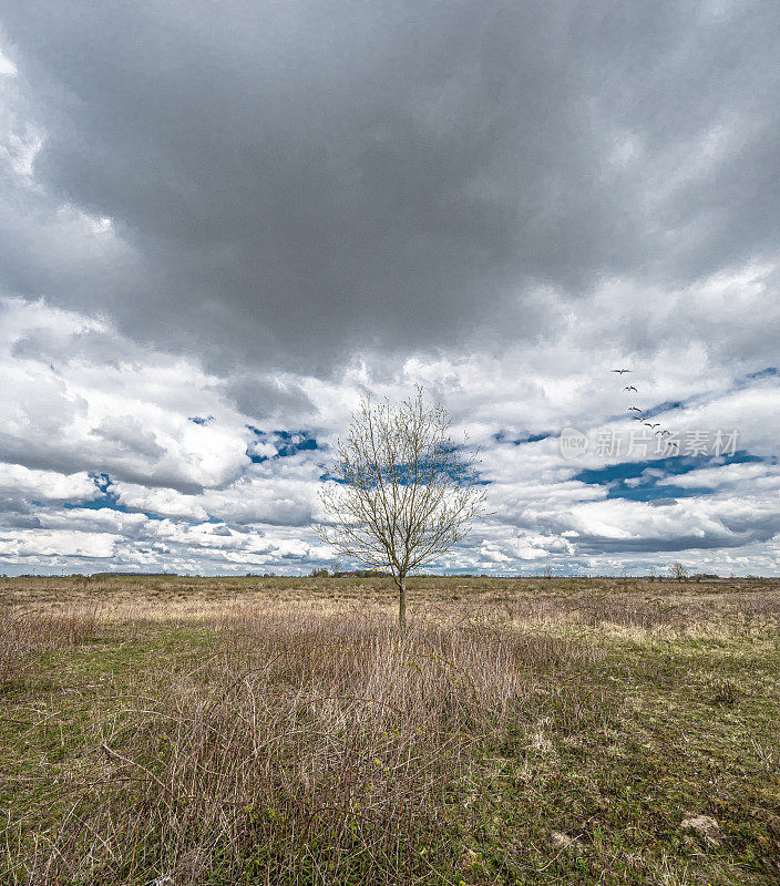 Tiengemeten上空的云和鹅