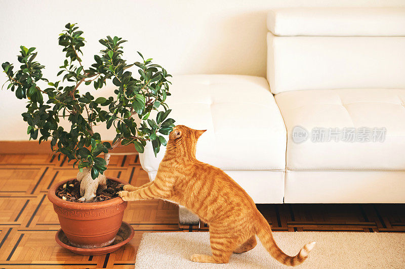 姜猫在客厅里玩家里的植物