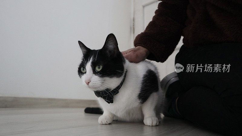 可爱的黑白相间的猫放松在客厅和一个女人