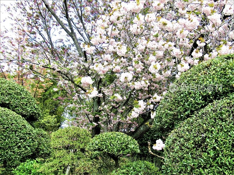 日本。4月。传统的日本花园开花。