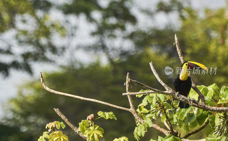 哥斯达黎加奥萨半岛的科尔科瓦多国家公园里的野生栗颚巨嘴鸟热带鸟