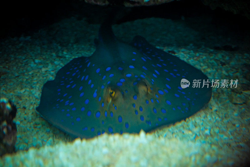 红海中的水下珊瑚礁