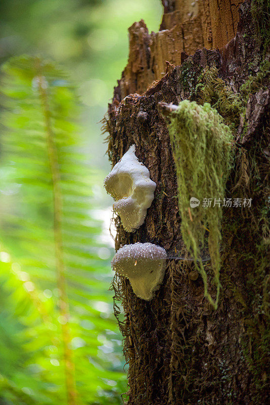 长在树桩上的蘑菇棉花糖