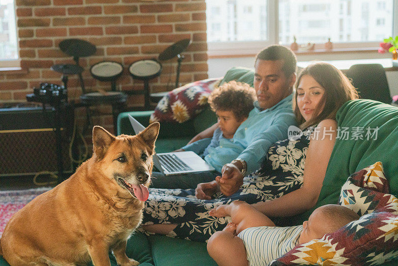 混血家庭与两个孩子和高级狗看着笔记本电脑屏幕坐在家里的沙发上