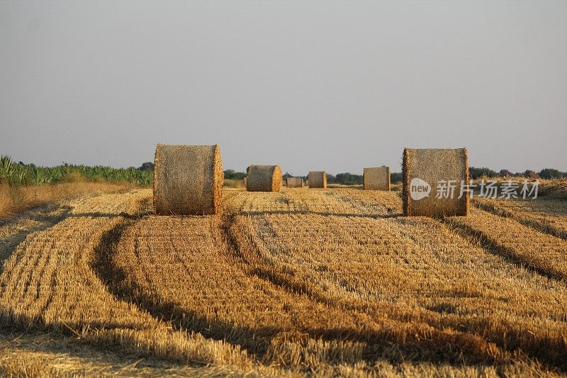 在田里打包干草