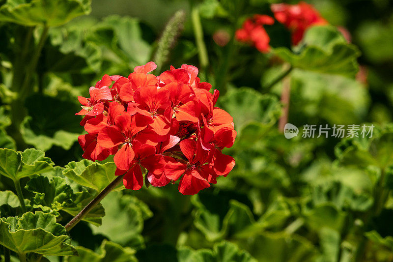红色天竺葵属植物的花