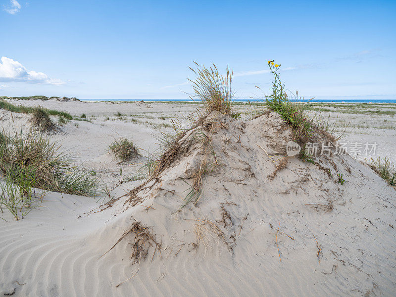 丹麦日德兰半岛，Rømø海滩上的沙丘