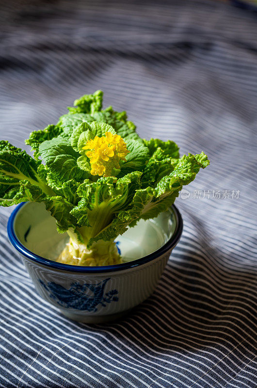 油菜花朵