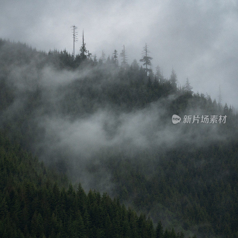 温哥华岛的雾雨林