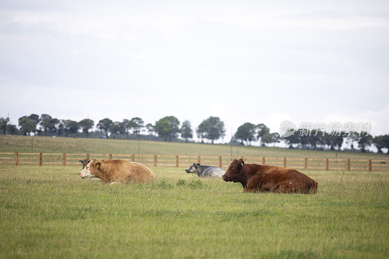 城市奶牛坐在城市的田野里，有复制空间