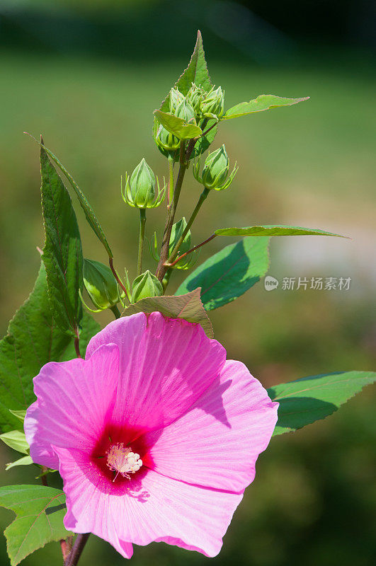 单一的粉色的芙蓉