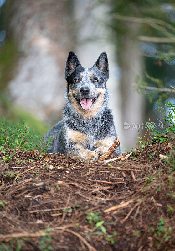 澳洲牧牛犬