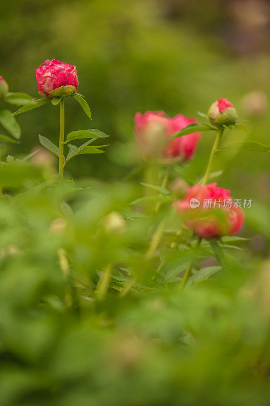 美丽的粉红牡丹花蕾在春天花园