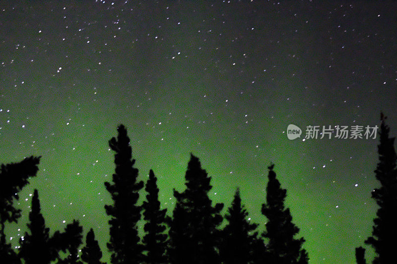 森林树后面的夜空和极光