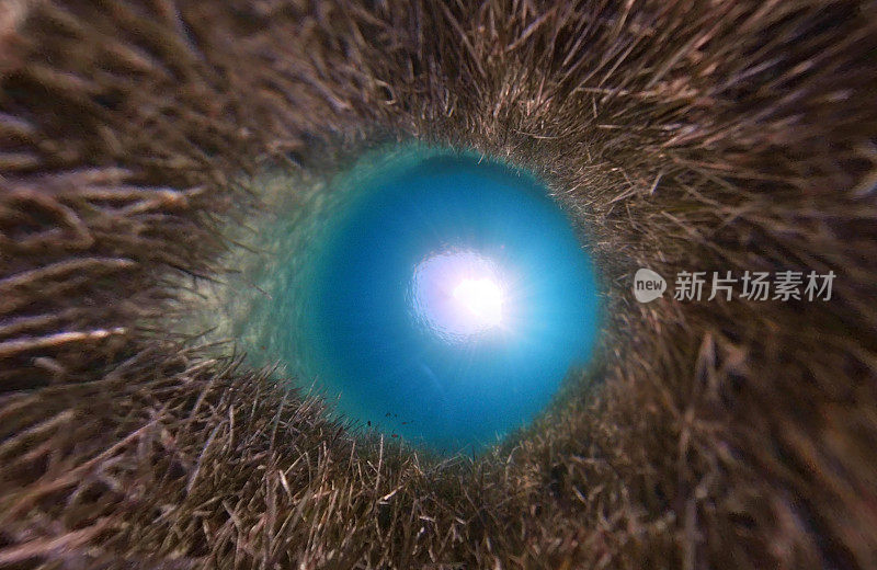 海底，小星球格式